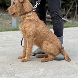Irish Terrier and Scottish Terrier Puppies from Avonlea Terriers