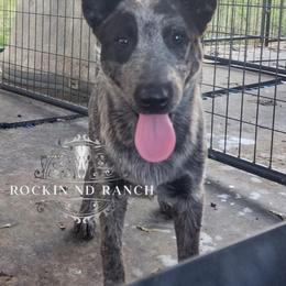 Azula - AKC - Australian Cattle Dog