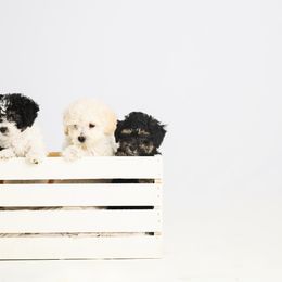 Companion Cross Puppies from CocoPuff Breeders