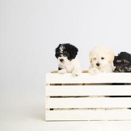 Companion Cross Puppies from CocoPuff Breeders