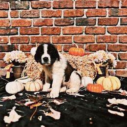 Saint Bernard Puppies from Southern Saints
