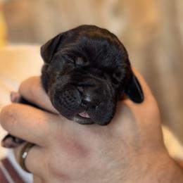 Ghost or Walker tbd - Black and white male Great Dane puppy in Wimberley, Texas from Heart of Texas Great Danes