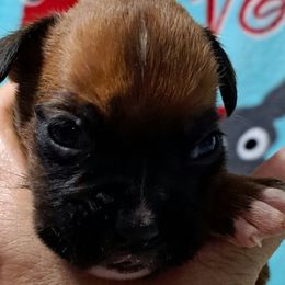 Blue boy - Fawn male Boxer puppy in Franklin, Georgia from Lakeside Kennels of Franklin