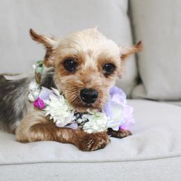 Winnie - Yorkshire Terrier
