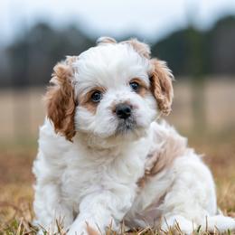 Cleo - White male Cavapoo puppy in Gurdon, Arkansas from Franklin Ranch Pups