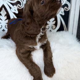 Goldendoodle and Poodle Puppies from Northern Heart Standards