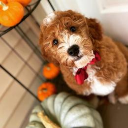 Goldendoodle Puppies from Texas Shine Doodles