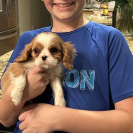 Royal Blue - Blenheim male Cavalier King Charles Spaniel puppy in Honeyville, Utah from Mike and Brandice Brown Performance Animals