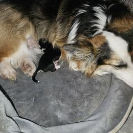 Lover Boy - Black and tan male Pembroke Welsh Corgi puppy in Orrtanna, Pennsylvania from Mountain Top Shepherd's