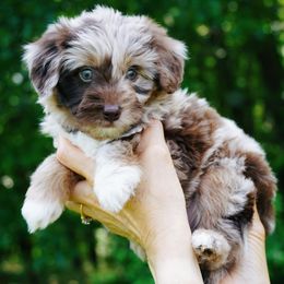 Mark - Red merle male Aussiedoodle puppy in Michigan from Kingsden Aussies and doodles