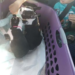 Boston Terrier Puppies from Cuddles and Licks Boston Babes