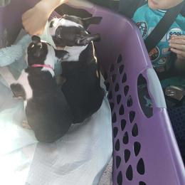 Boston Terrier Puppies from Cuddles and Licks Boston Babes