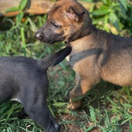 Hennessy - Fawn male Belgian Malinois puppy in Greenville, South Carolina from Vuurhart Herders