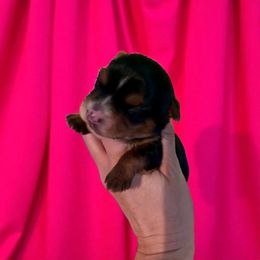 Luna - Tri-color female Yorkipoo puppy in Murphy, North Carolina from Christina’s Puppy Utopia