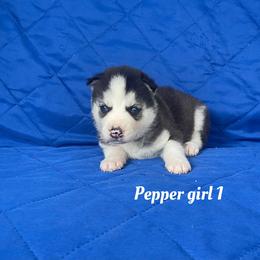 Pepper girl 1 - Black and white female Siberian Husky puppy in Ocala, Florida from Florida Husky Puppies