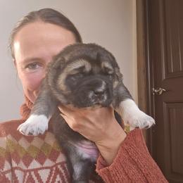 XARA - Black female Central Asian Shepherd Dog puppy in Michigan from Guardian Dog