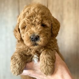 "Slate-Zoey's 3rd Litter" Cavapoo and Goldendoodle Puppies from A2Z Doodles