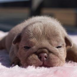 Icicle - Lilac tri-color female Bulldog puppy in Warsaw, New York from Hillview Kennels