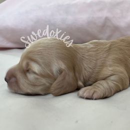 Goldberry - Cream female Dachshund puppy in Lansing, Michigan from Swedoxies