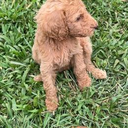 Peaches - Apricot female Poodle puppy in Kapaa, Hawaii from Kauai Poodles