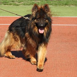 Nexus - Sable male German Shepherd puppy in Pickens, South Carolina from Von Maqqedah Haus German Shepherds