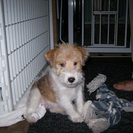 Pearl available and looking for her Fur-ever home - White black and tan female Wire Fox Terrier puppy in Rochester, New York from LT Wire Fox Terriers