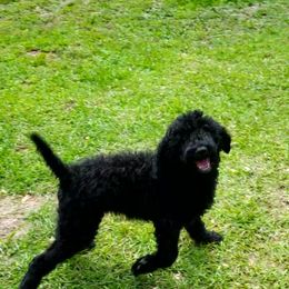 Doc - Poodle puppy in Wellborn, Florida from Jeannie Doodles and Poodles