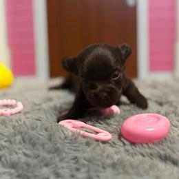 BowPeep - Chocolate and tan female Yorkshire Terrier puppy in Dallas, Texas from JBzPawz