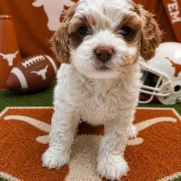 Beau - Blenheim male Cavapoo puppy in Austin, Texas from Haus of Doodles