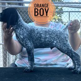 Orange Boy - Black roan male German Shorthaired Pointer puppy in Dearborn, Missouri from Hardwood Kennels
