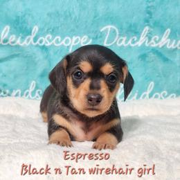 Espresso - Black and tan female Dachshund puppy in Mount Sherman, Kentucky from Kaleidoscope Dachshunds and Whippets