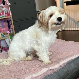 Riri - Yorkshire Terrier