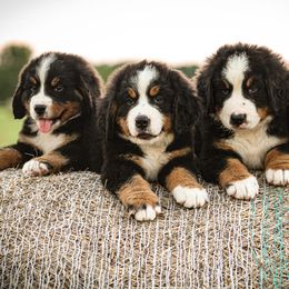 Bernese Mountain Dog Puppies from Home Sweet Bernese