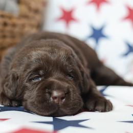 Daisy - Chocolate female Labrador Retriever puppy in Williamston, South Carolina from Dutton Dog Co & Dalla Grazia Doberman