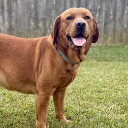 Labrador Retrievers from Deep South Labrador Retrievers LLC
