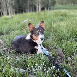 Rock - Pembroke Welsh Corgi