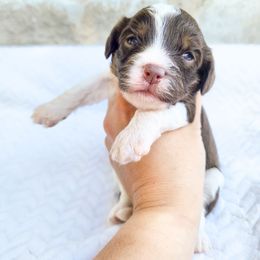 Hazelnut - Tri-color female Cavapoo puppy in Nampa, Idaho from Heart Mountain Cavaliers & Floating Feathers Kennel