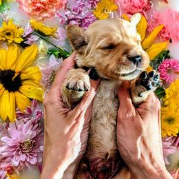 Puppy 10 - Golden female Golden Retriever puppy in San Tan Valley, Arizona from Top Gun Golden Retrievers