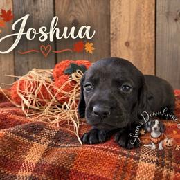Joshua - Cream male Dachshund puppy in Hockley, Texas from Shans Down Home Doxies