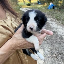 Girl 5 - female Border Collie puppy in Foley, Alabama from Bama Border Collies