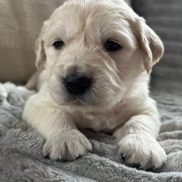 Orange - Light golden male Golden Retriever puppy in Modesto, California from Rooster Valley Golden Retrievers