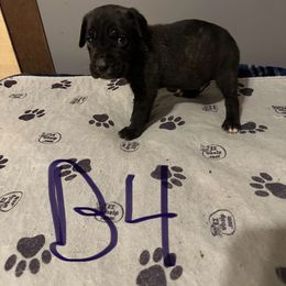 Boy 4 - Black brindle male Cane Corso puppy in Niota, Tennessee from DTM Cane Corso
