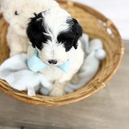 Lieutenant - Black and white male Sheepadoodle puppy in Nixa, Missouri from Davis Family Doodles