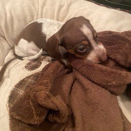 Dachshund Puppies from SouthernMama Doxies