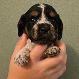 Journey - Tri-Roan female English Springer Spaniel puppy in Fort White, Florida from Thunderbird Springers