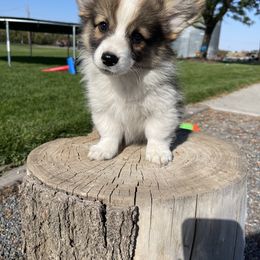 Pembroke Welsh Corgi Puppies from Alexander McGary