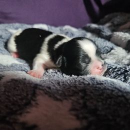 Boy 1 - Black and white male Shih Tzu puppy in Little Falls, Minnesota from Tough Shih