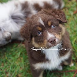 Garnet ❤️ - Red tri-color Miniature American Shepherd puppy in Kamuela On The Big Island, Hawaii from Royal Hawaiian Aussies LLC