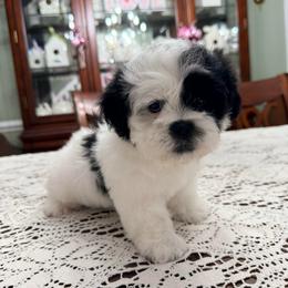 Kingsley-Born Christmas Day - Black and white male Shihpoo puppy in Whitehall 18052, Pennsylvania from Lilli’s Shih tzus and Shih poos