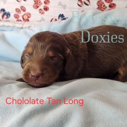 Girl 3 - Chocolate and tan female Dachshund puppy in Lovell, Wyoming from Bernstein Doxies